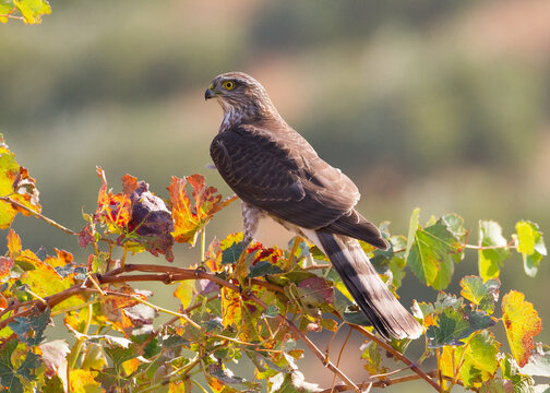 Sharp-shinned Hawk hunting the grapevines
