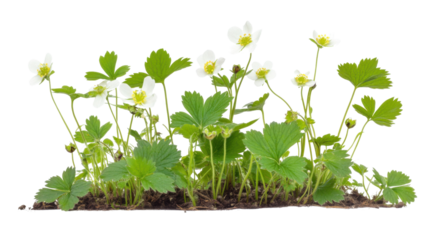 Wild strawberry plant in bloom transparent background