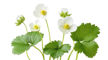 Wild strawberry plant in bloom transparent background