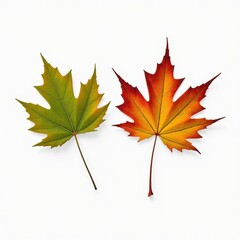 Autumn Transitions:  Two maple leaves, one green and one transitioning to vibrant red and yellow, showcasing the beauty of nature's seasonal change. 