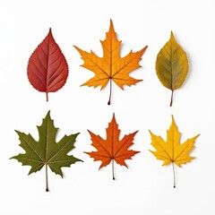 Autumn Leaves Collection: A vibrant display of six autumn leaves, showcasing the beauty of nature's changing colors, arranged in a simple yet elegant pattern.  