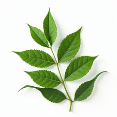 Green Leaf Branch: Lush, vibrant green leaves on a branch, showcasing the intricate details of nature's beauty. Perfect for botanical, ecological, and natural themes. 