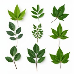 Green Leaf Collection: A diverse array of nine fresh green leaves, meticulously arranged against a clean background, for a natural, organic design element.  