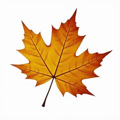 Obraz premium Autumn Maple Leaf: Golden hues of fall 