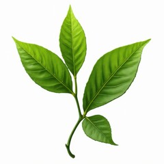 Obraz premium Vibrant Green Tea Leaves: Close-up of three lush, green tea leaves on a branch, showcasing their vibrant color and intricate details. Perfect for natural product packaging and designs.