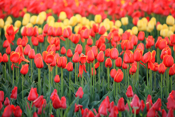 Fototapeta premium Beautiful tulips are in full bloom