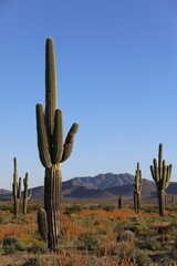 Saguaro and Desert Wildflowers