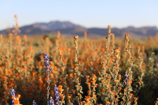 Desert Wildflowers