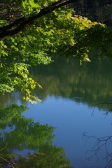 水面に映る緑 K3DP1484