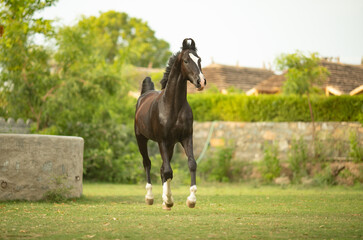 Horse Standing in Grass