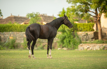 Obraz premium Horse Standing in Grass