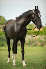 Obraz premium Horse Standing in Grass
