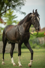 Horse Standing in Grass