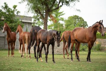 Obraz premium Horse Standing in Grass