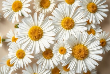 Fototapeta premium Vibrant White Daisies with Yellow Centers on Soft Beige Background