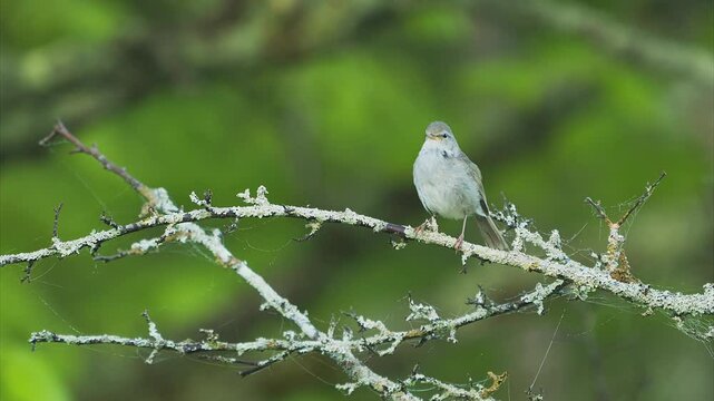さえずるウグイス (鳴き声あり)