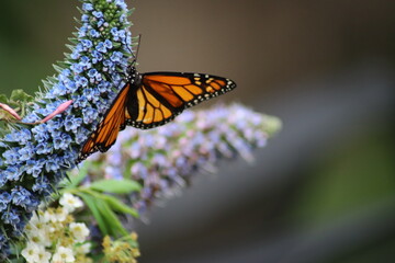 butterfly on flower