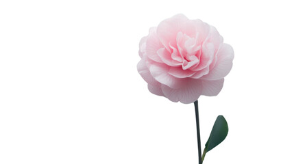 Obraz premium Rose transparent background