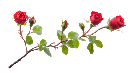Obraz premium Rose transparent background