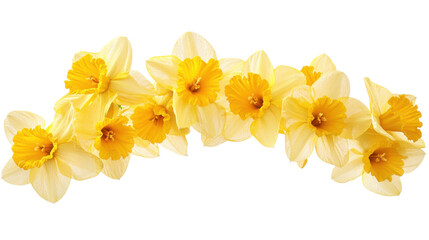 Yellow flower transparent background