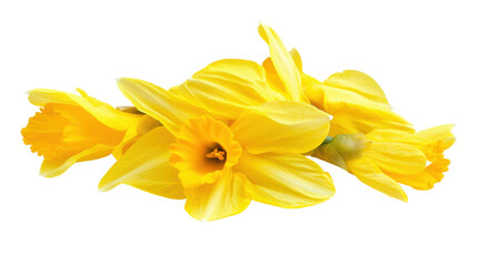 Obraz premium Yellow flower transparent background
