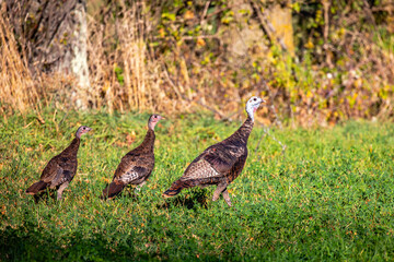 Eastern wild turkey (Meleagris gallopavo) with young in a farm field