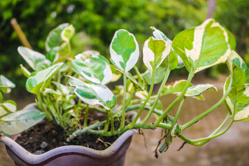Tropical Epipremnum aureum or pothos houseplant with white variegation in flower pot on table
