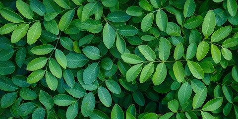 Fototapeta premium Top view of green leaves in the garden, flat lay composition, generative AI