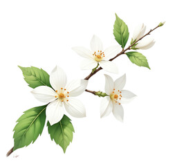 Obraz premium A branch with white jasmine flowers and green leaves , against a white background