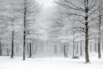 A serene winter forest shrouded in snow and fog.