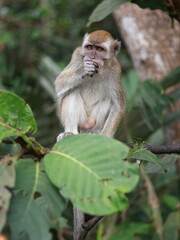Close up of monkey macaque, eating leaves, sitting on tree. It is toque macaque, Macaca sinica, Male long-tailed monkey (Macaca fascicularis) perched tree