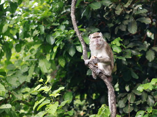 Close up of monkey macaque, eating leaves, sitting on tree. It is toque macaque, Macaca sinica, Male long-tailed monkey (Macaca fascicularis) perched tree