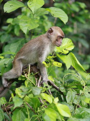 Close up of monkey macaque, eating leaves, sitting on tree. It is toque macaque, Macaca sinica, Male long-tailed monkey (Macaca fascicularis) perched tree