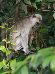 Close up of monkey macaque, eating leaves, sitting on tree. It is toque macaque, Macaca sinica, Male long-tailed monkey (Macaca fascicularis) perched tree