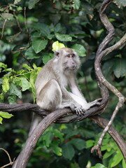 Close up of monkey macaque, eating leaves, sitting on tree. It is toque macaque, Macaca sinica, Male long-tailed monkey (Macaca fascicularis) perched tree