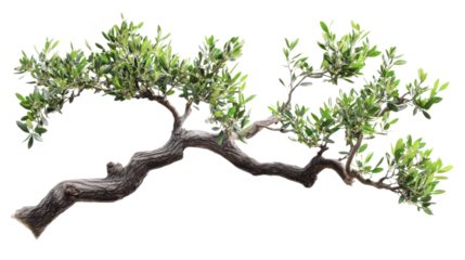 Olive branch with leaves transparent background