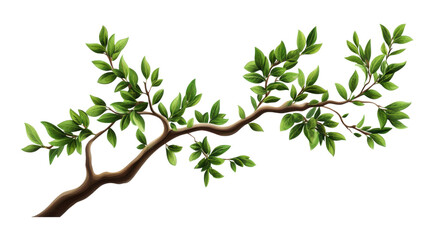 Obraz premium Olive branch with leaves transparent background