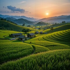 Fototapeta premium rice fields