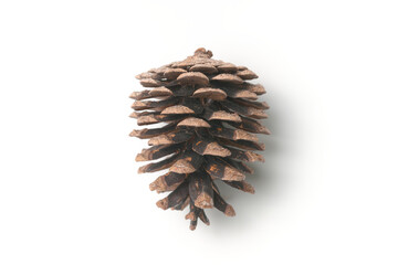 白背景の松ぼっくり