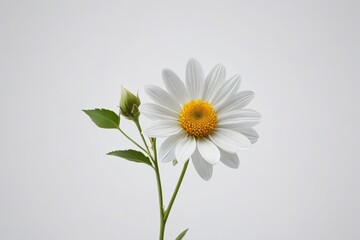 Obraz premium there is a white flower with a yellow center in a vase