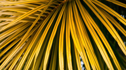 Light tropical art background with golden palm leaves.