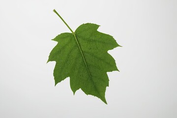 arafed leaf on a stem against a white background