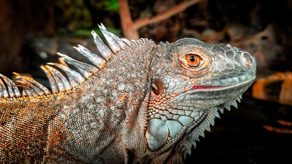 Close-Up Portrait of Iguana with dark Natural Background