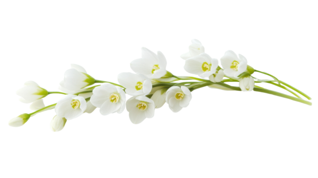 White flower transparent background