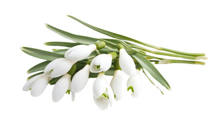 Fototapeta premium White flower transparent background