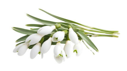 White flower transparent background
