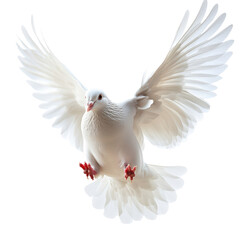 Obraz premium Graceful white dove in flight natural setting wildlife photography outdoor environment close-up view freedom concept