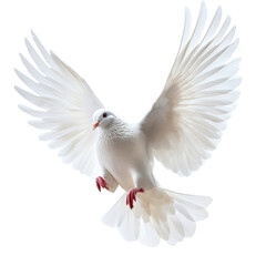 Obraz premium Dove in flight natural habitat wildlife photography outdoor setting aerial perspective symbol of peace