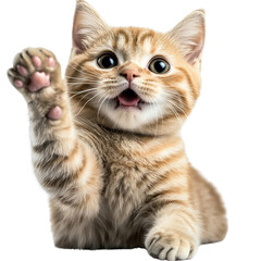 Obraz premium Playful cat raising paw indoor home photography cheerful atmosphere close-up animal behavior