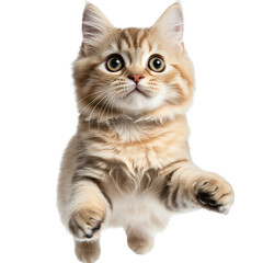 Playful cat jumping in indoor space cute animal photography bright home environment adorable view